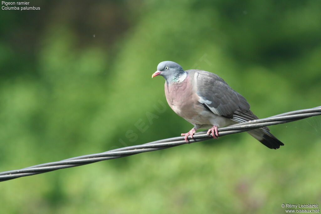 Pigeon ramieradulte nuptial