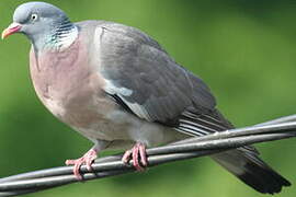 Common Wood Pigeon