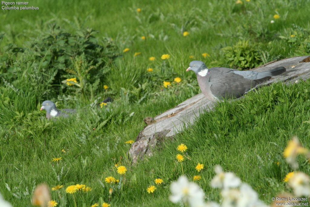 Pigeon ramier adulte