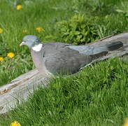 Common Wood Pigeon