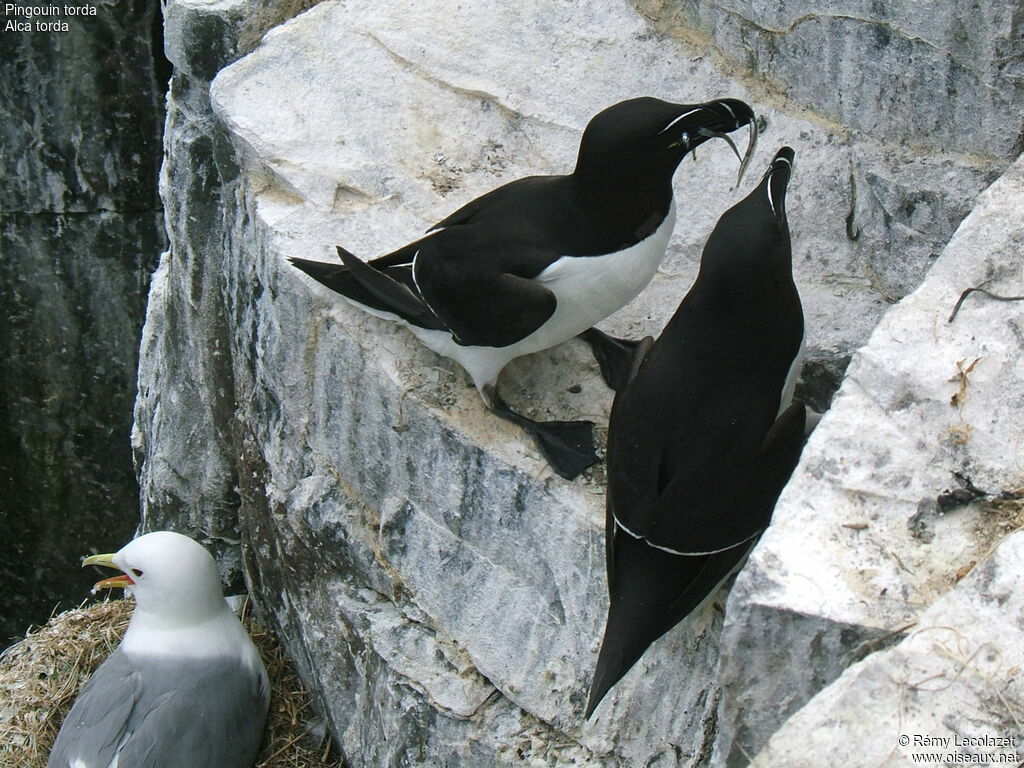 Razorbill adult