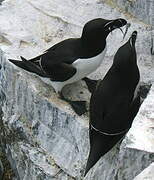 Razorbill