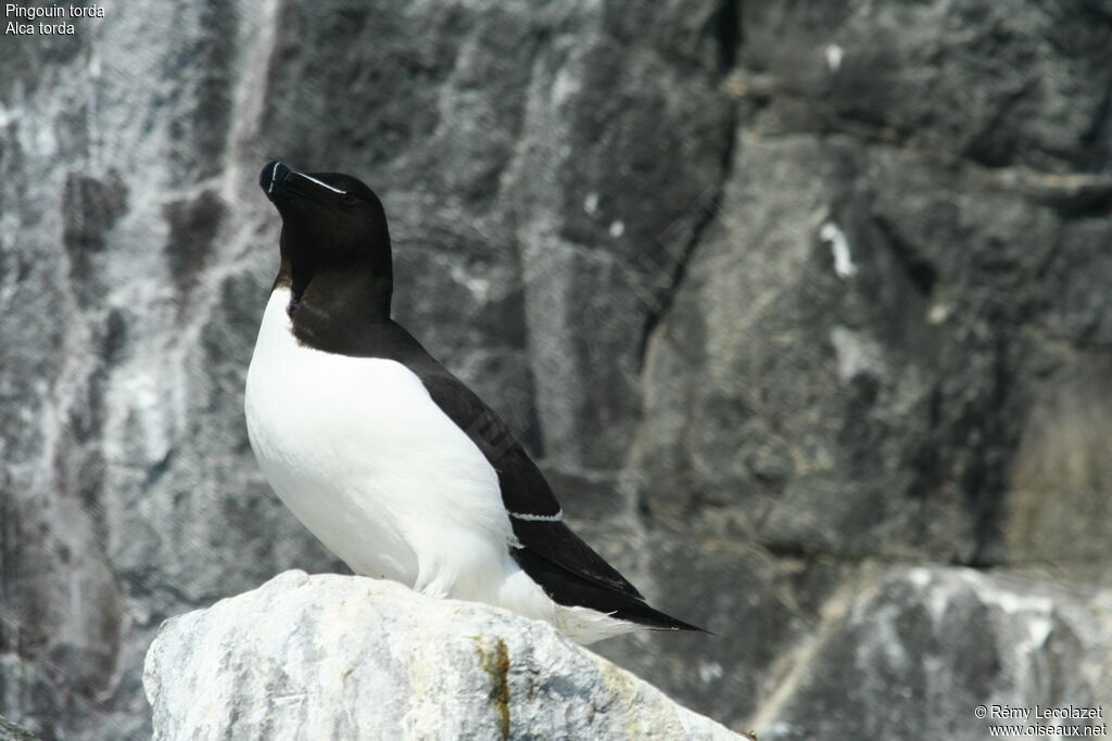 Razorbill