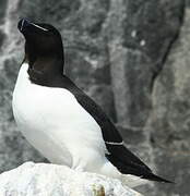 Razorbill