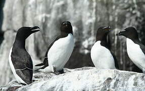 Razorbill