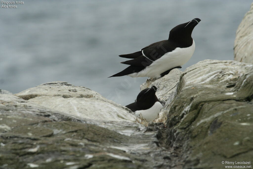 Razorbill adult