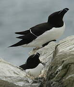 Razorbill