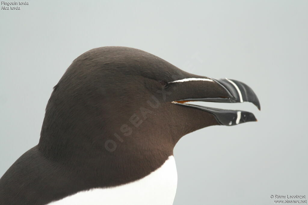 Razorbill