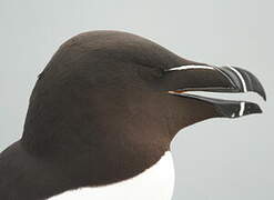 Razorbill