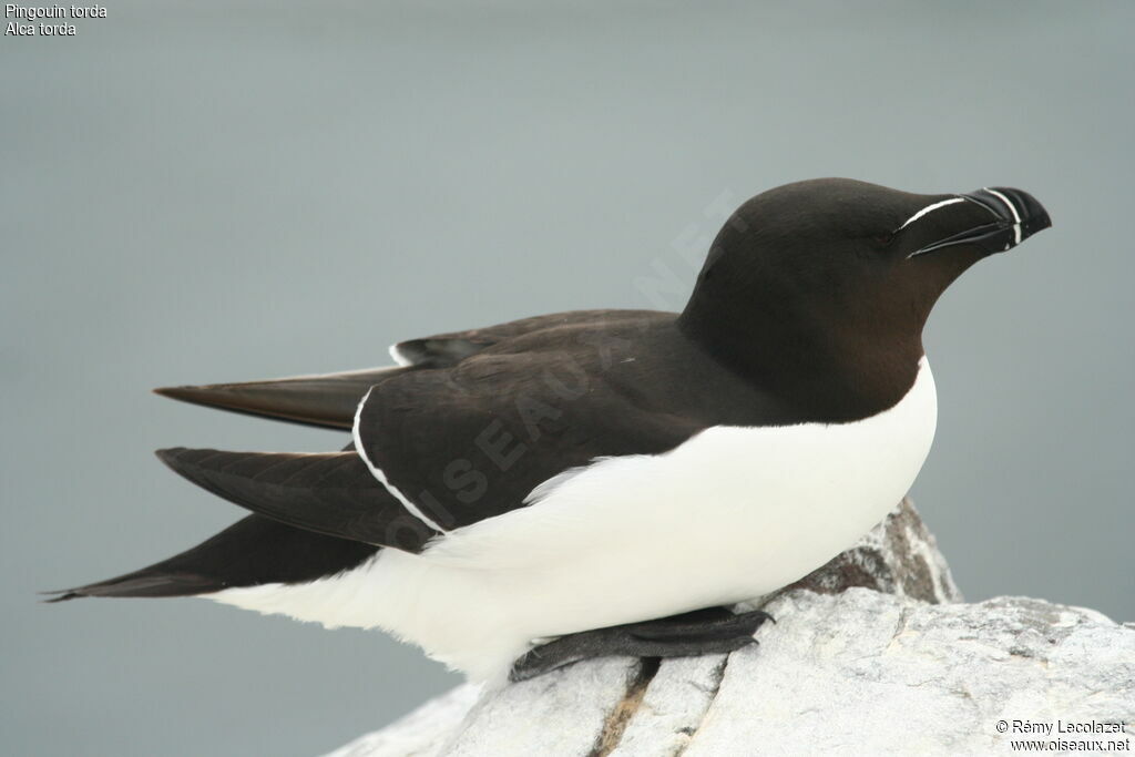 Razorbill