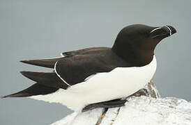 Razorbill