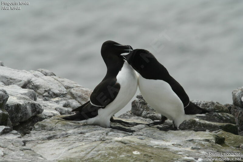 Pingouin torda adulte, Comportement