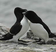 Razorbill