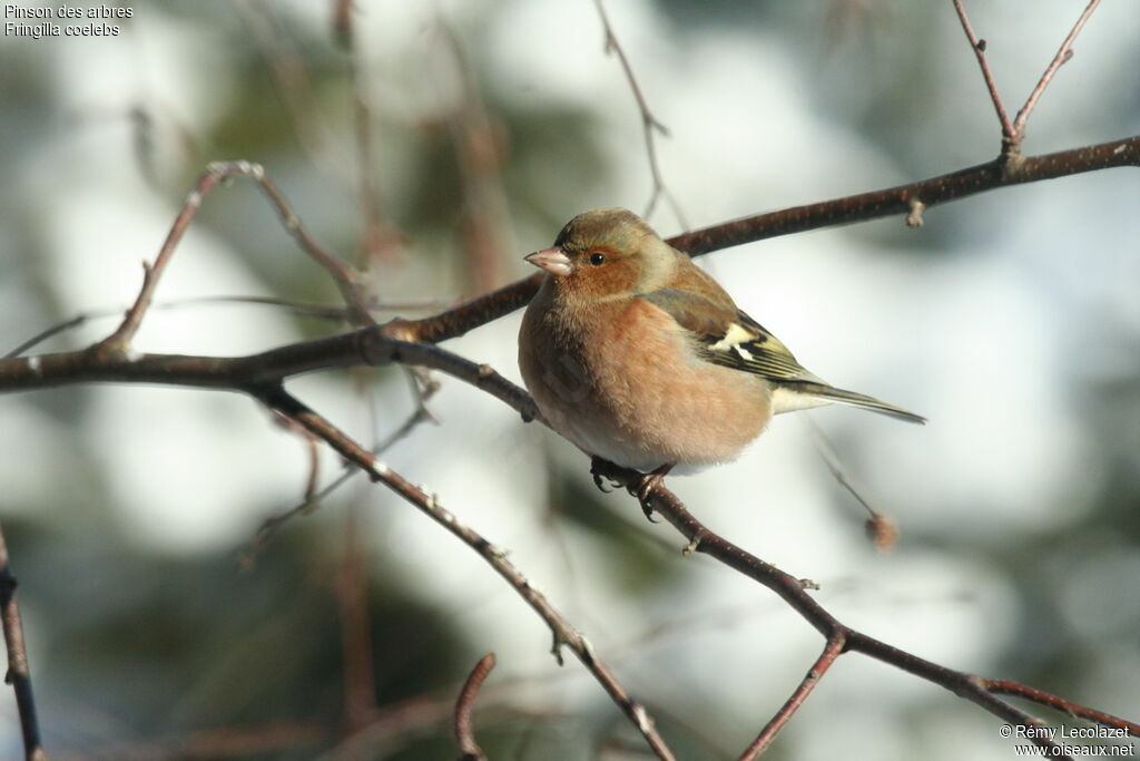 Eurasian Chaffinch