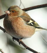 Eurasian Chaffinch