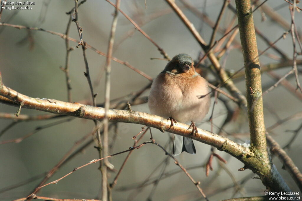 Eurasian Chaffinch