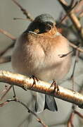 Common Chaffinch