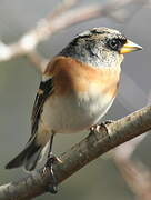 Brambling