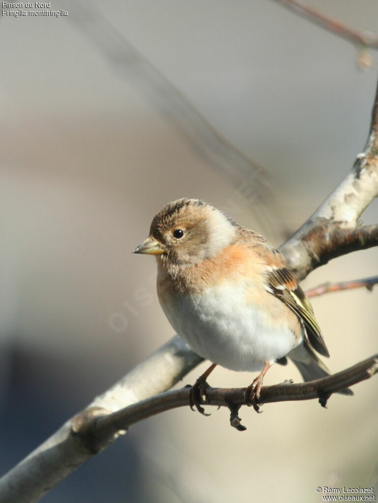 Brambling female adult