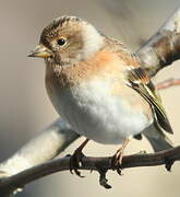 Brambling