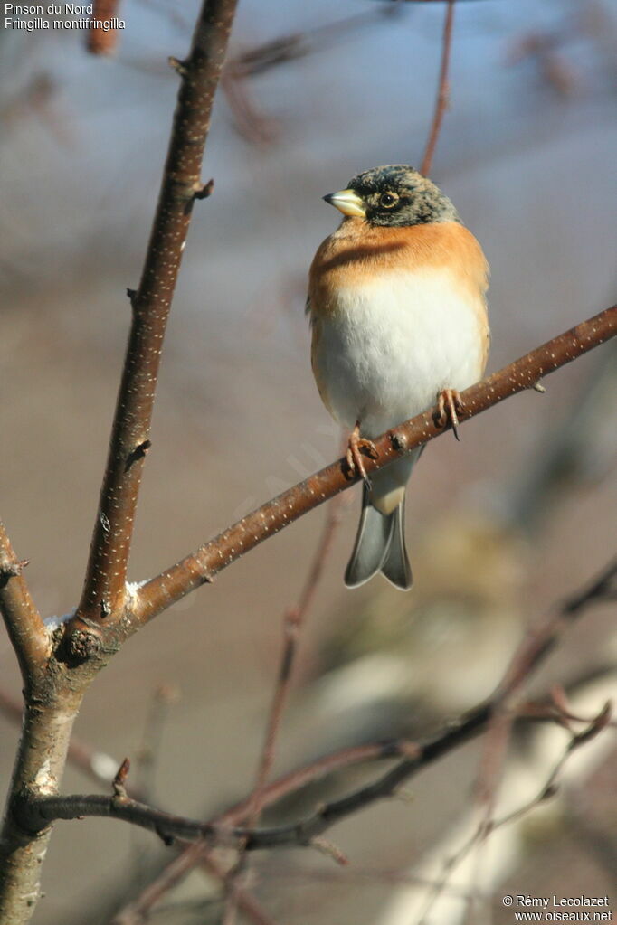 Brambling