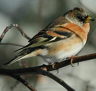 Brambling