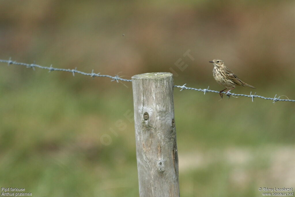 Pipit farlouse