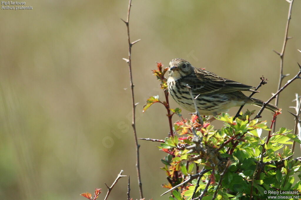 Pipit farlouse