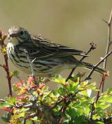 Meadow Pipit