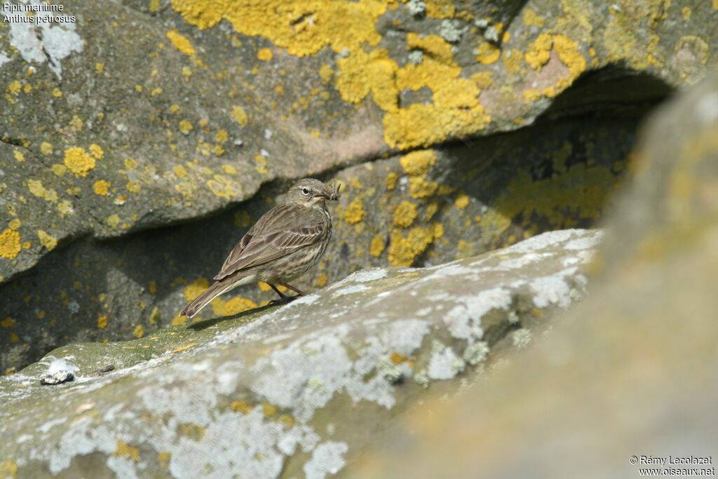 European Rock Pipitadult breeding, Behaviour