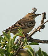 Tawny Pipit