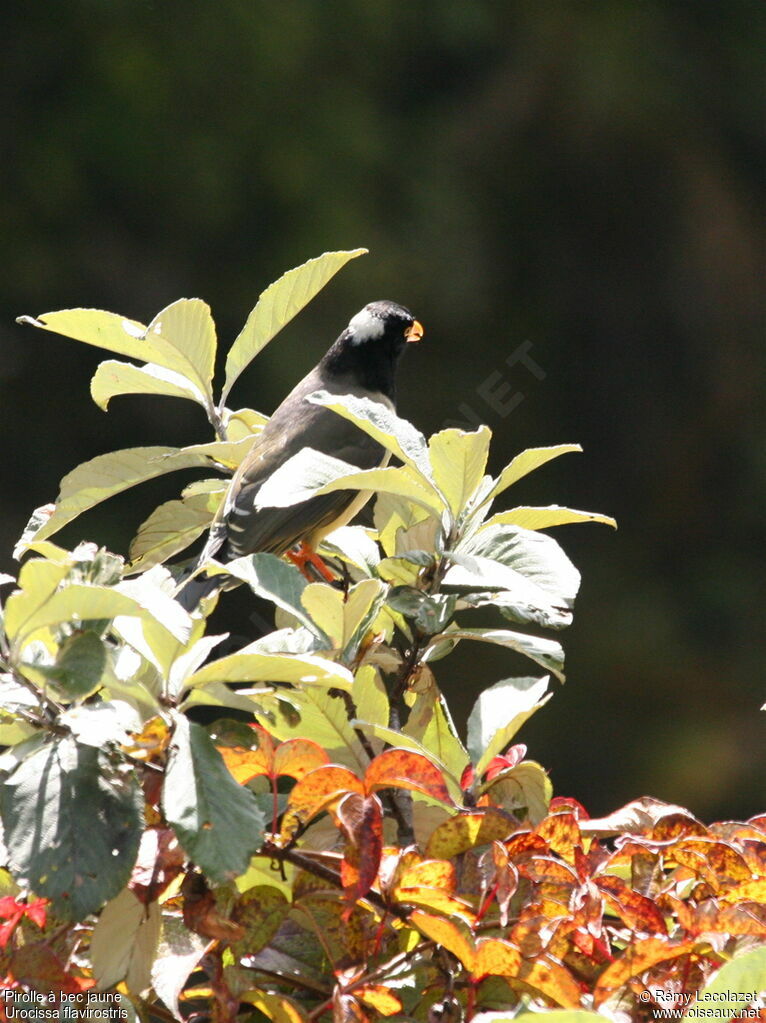 Yellow-billed Blue Magpie