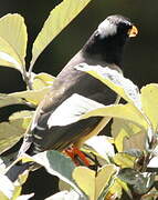 Yellow-billed Blue Magpie