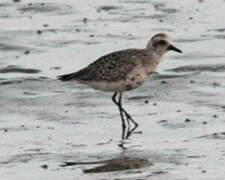 Grey Plover