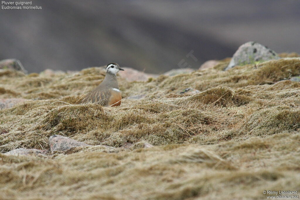 Eurasian Dottereladult breeding