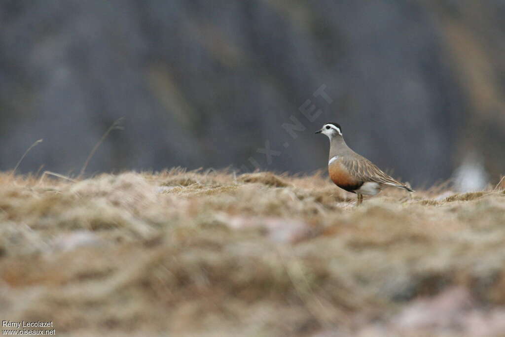 Eurasian Dotterel female adult breeding, habitat