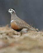 Eurasian Dotterel