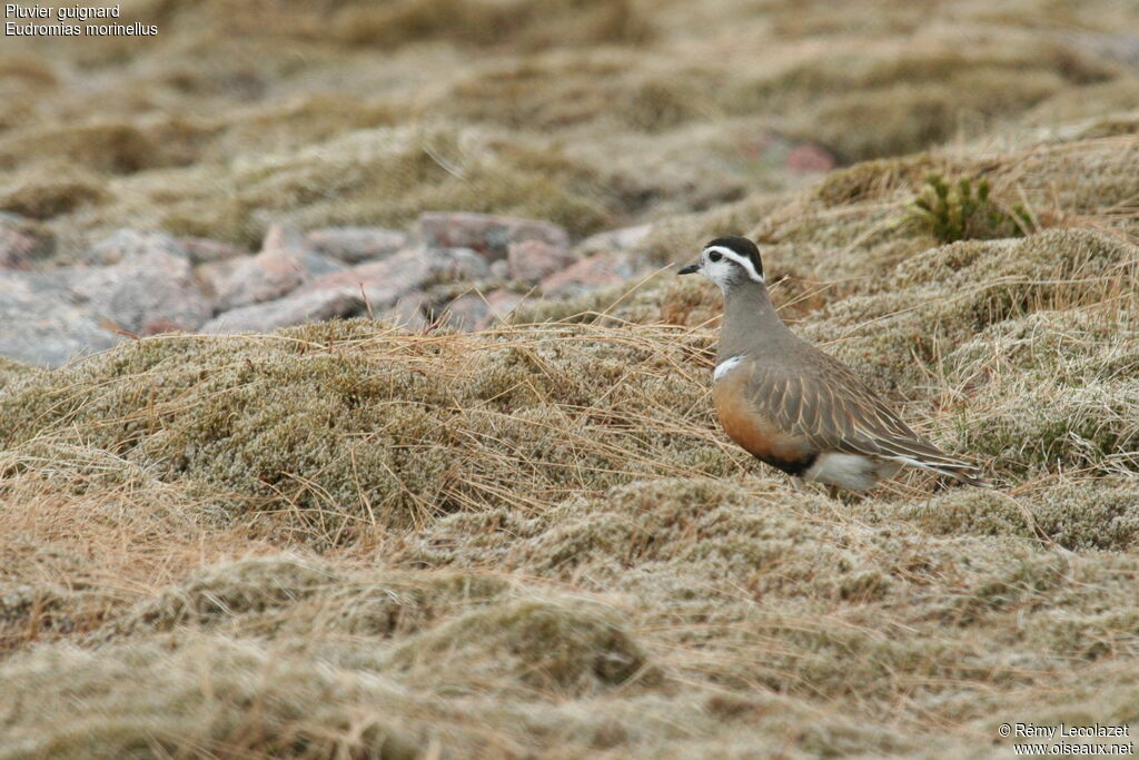 Eurasian Dottereladult breeding