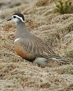 Eurasian Dotterel