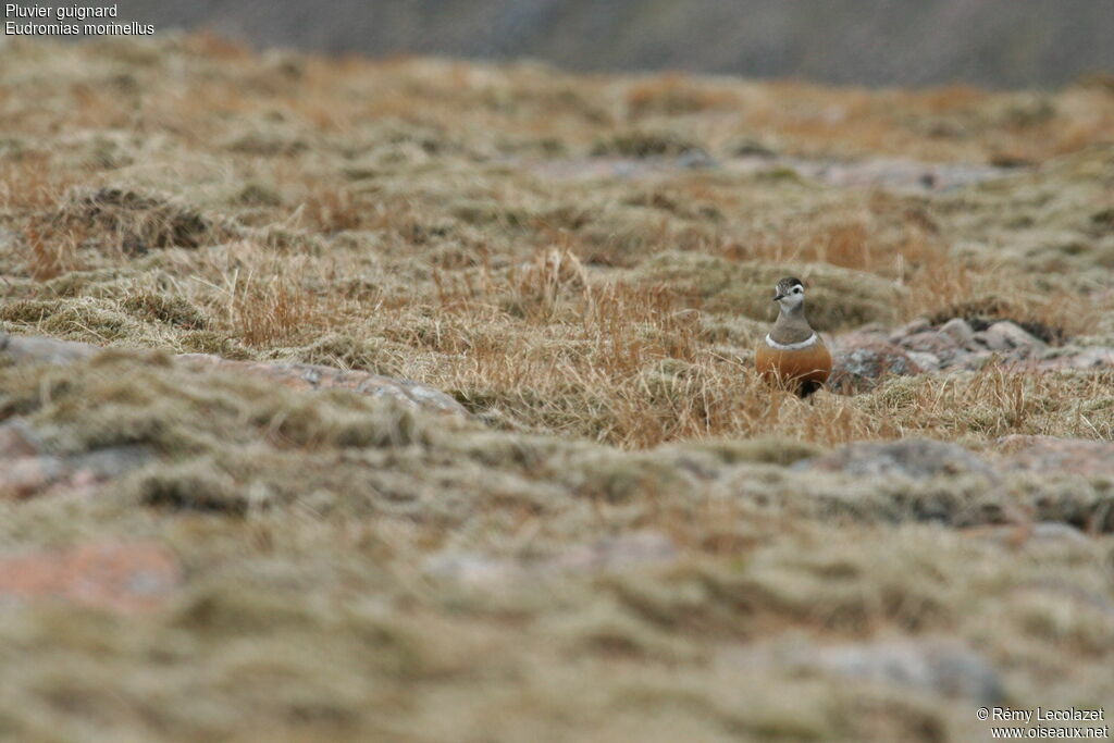 Eurasian Dottereladult breeding