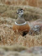 Eurasian Dotterel