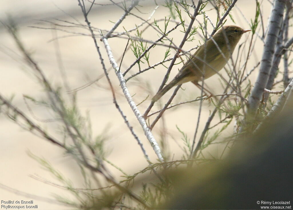 Western Bonelli's Warbler