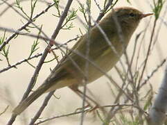 Western Bonelli's Warbler