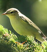 Willow Warbler