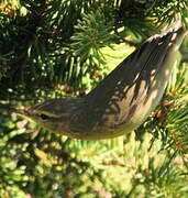 Willow Warbler