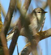 Willow Warbler