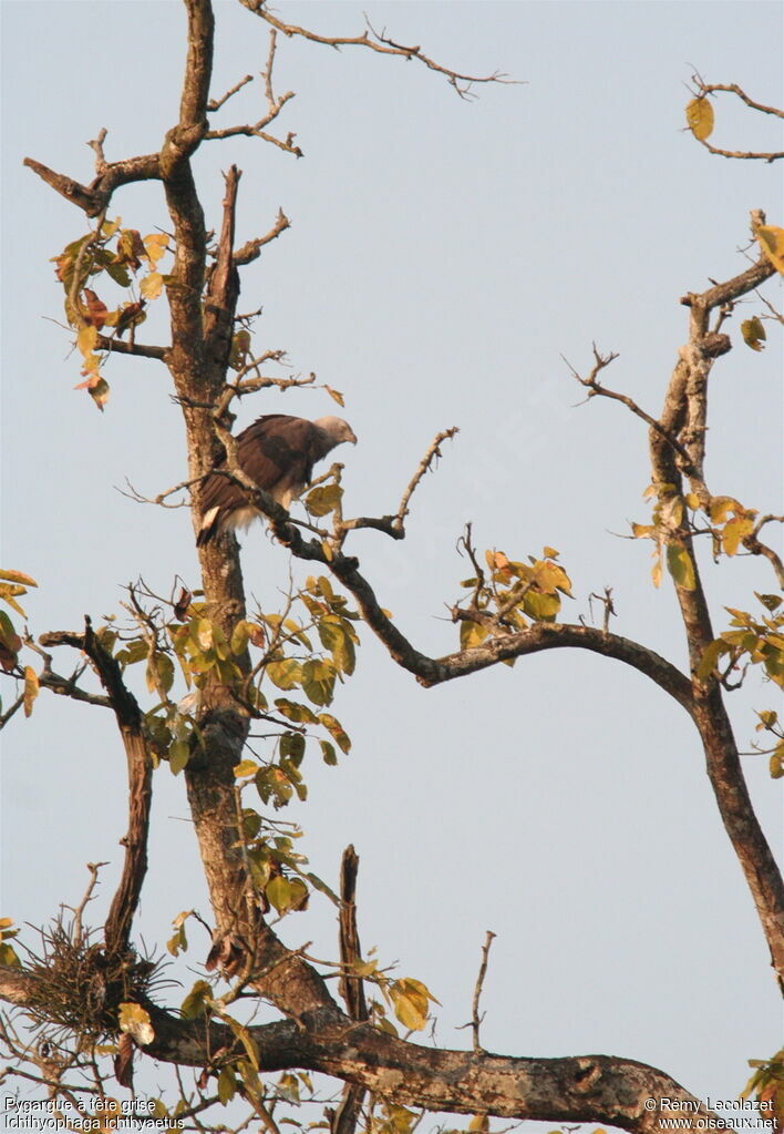 Grey-headed Fish Eagle