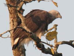 Grey-headed Fish Eagle