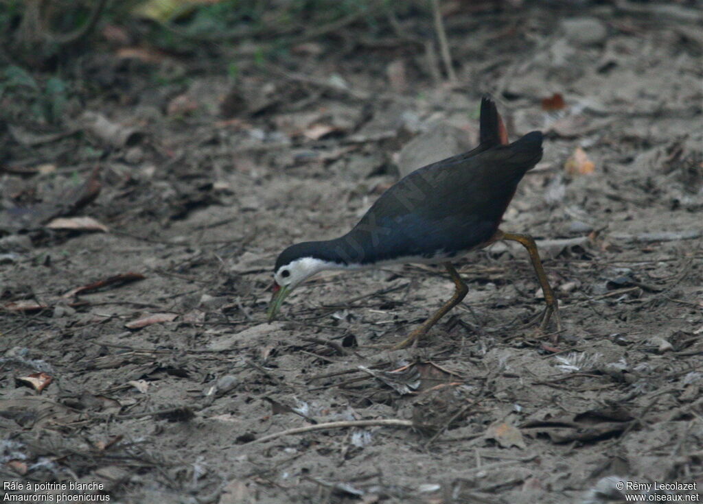 White-breasted Waterhen