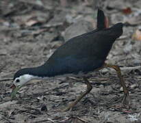 White-breasted Waterhen